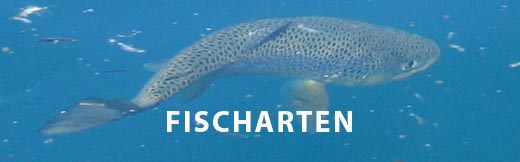 fischarten