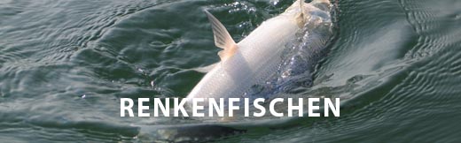 renkenfischen